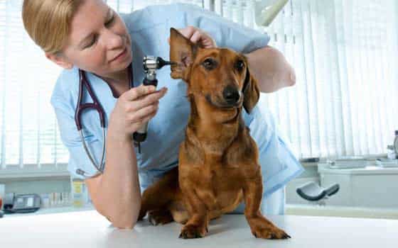 auxiliar-veterinaria